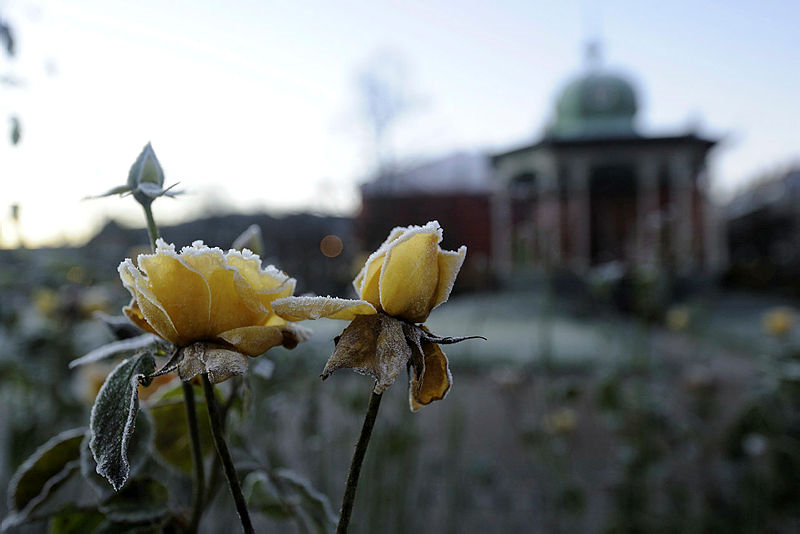 Vinter i Bergen sentrum. Fotograf: Andrew M. S. Buller. 